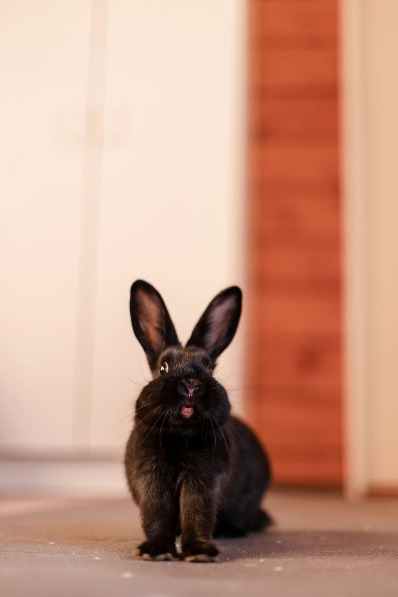 black rabbit in a house