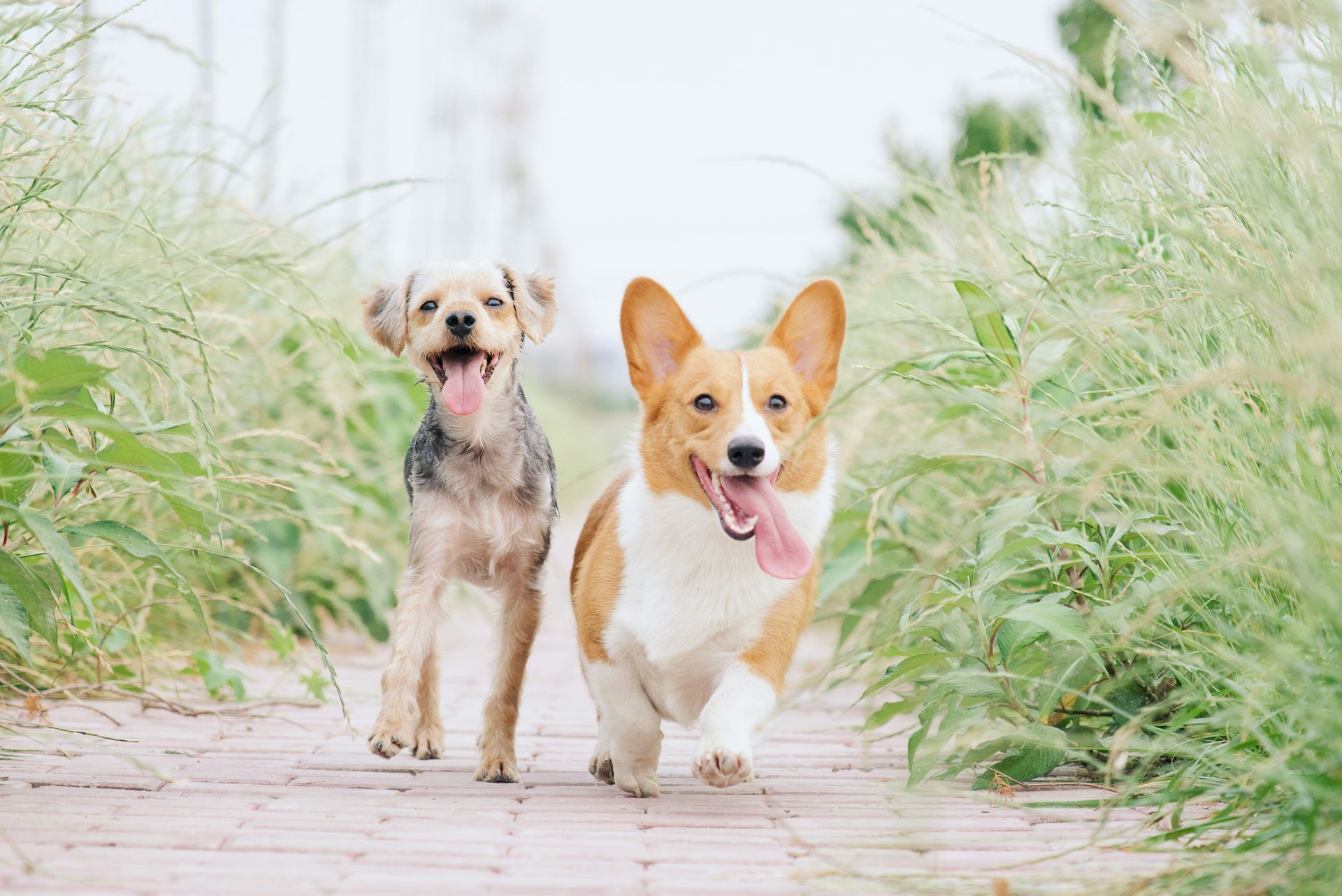 two dogs outside running toward camera