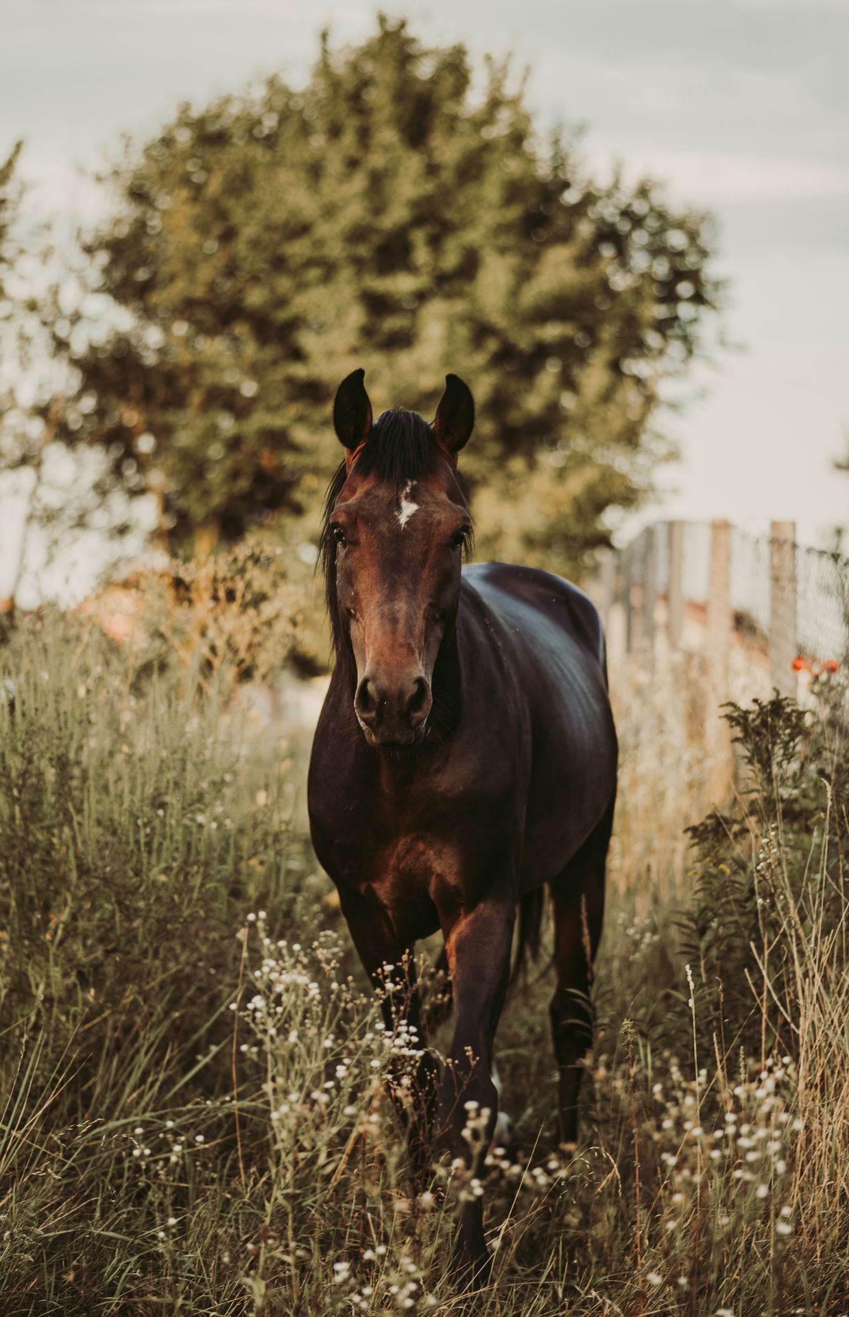 brown horse standing in a meadow