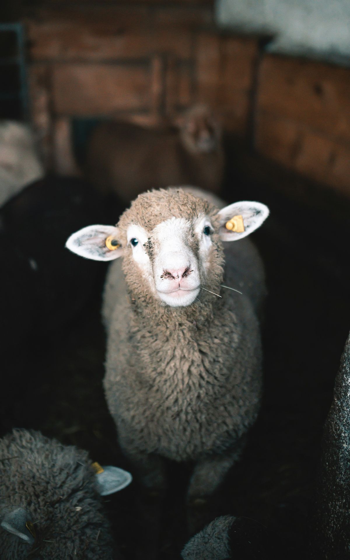 sheep standing and looking to camera