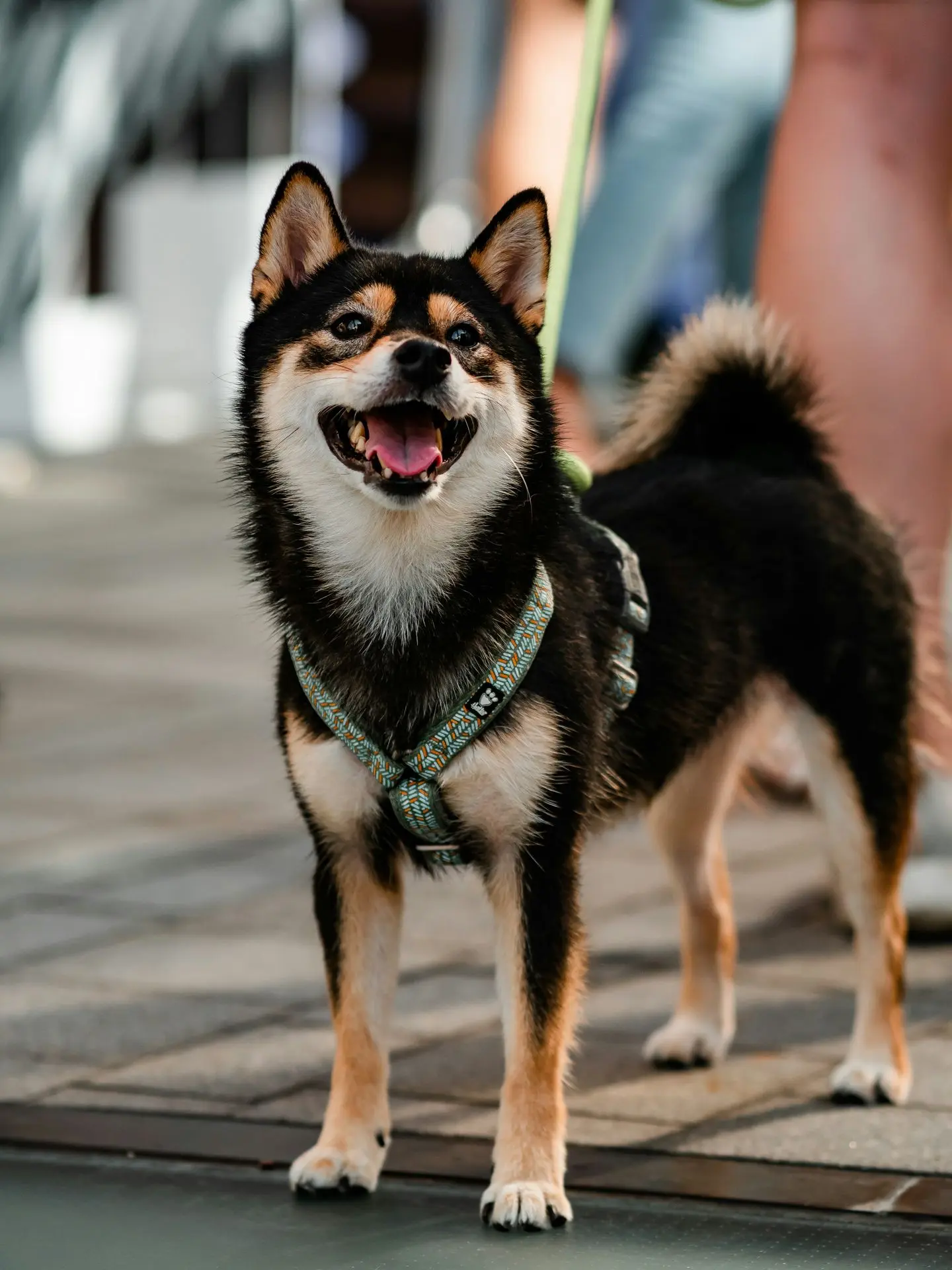 A black dog wearing a harness